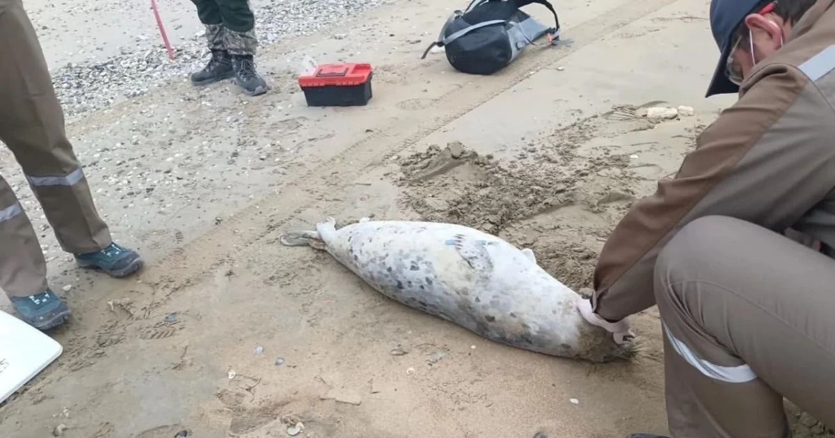 كاسپي جاعالاۋىنان 88 يتبالىقتىڭ ولەكسەسى تابىلدى