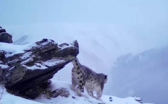 كاتونقاراعاي پاركىندە قار بارىسى ەكى رەت فوتوتۇزاققا تۇسكەن