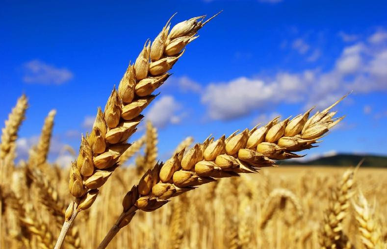 وتاندىق بيداي جاڭا نارىققا شىعا باستادى