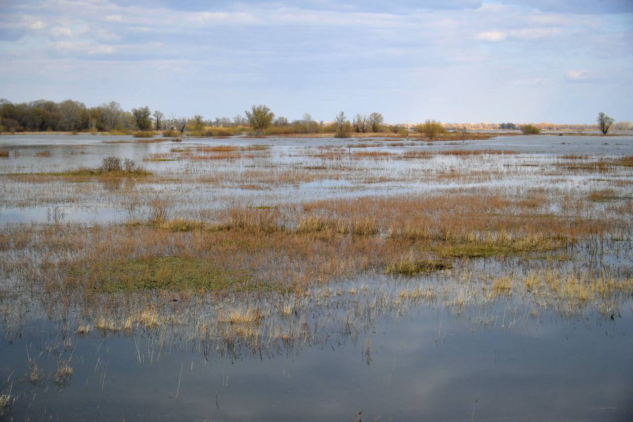 جايىلمانى جايلاعان ەلدى جارىلقايدى