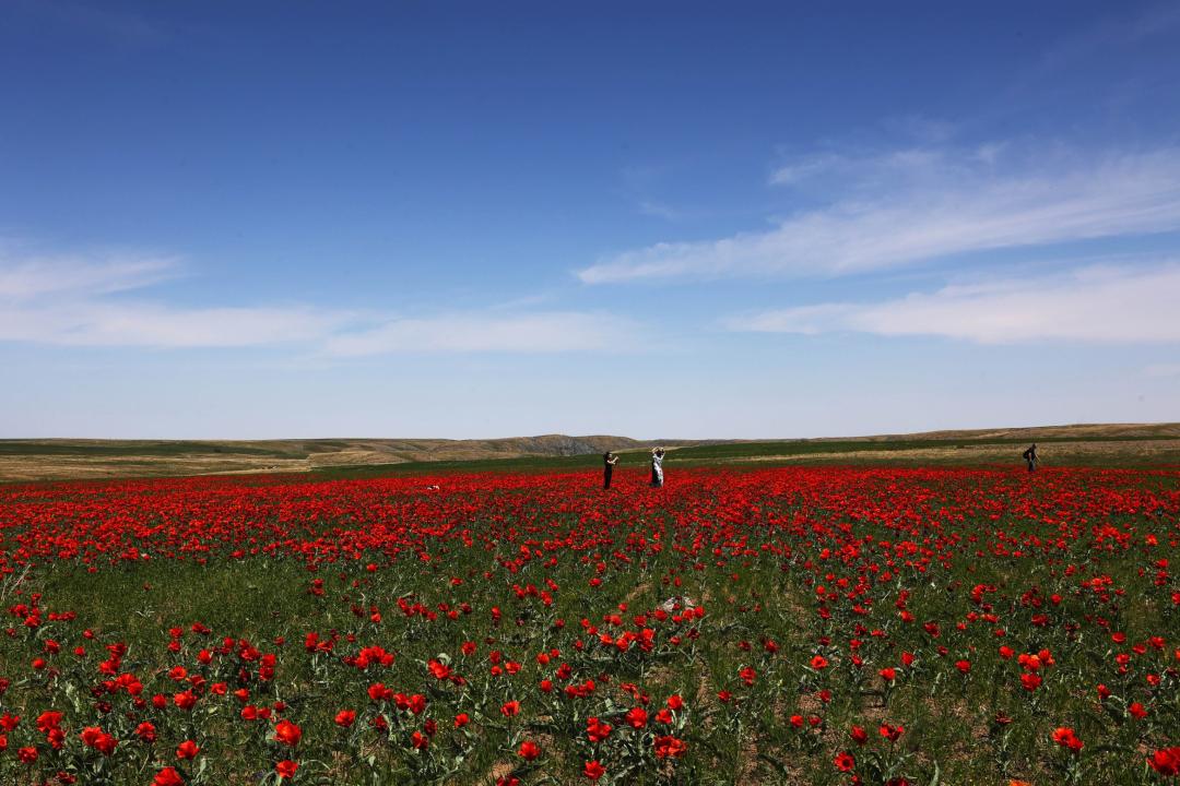 كوز جاۋىن العان قىر قىزعالداعى