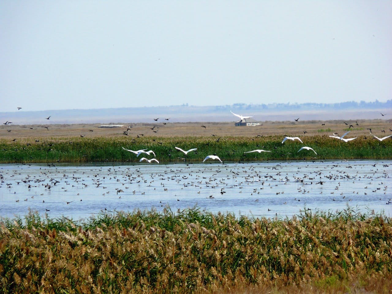 اۋماعى كەڭەيگەن قورىقتار