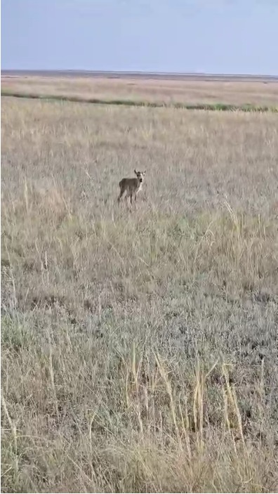 ناۋىرزىمدا كيىك تولدەپ جاتىر