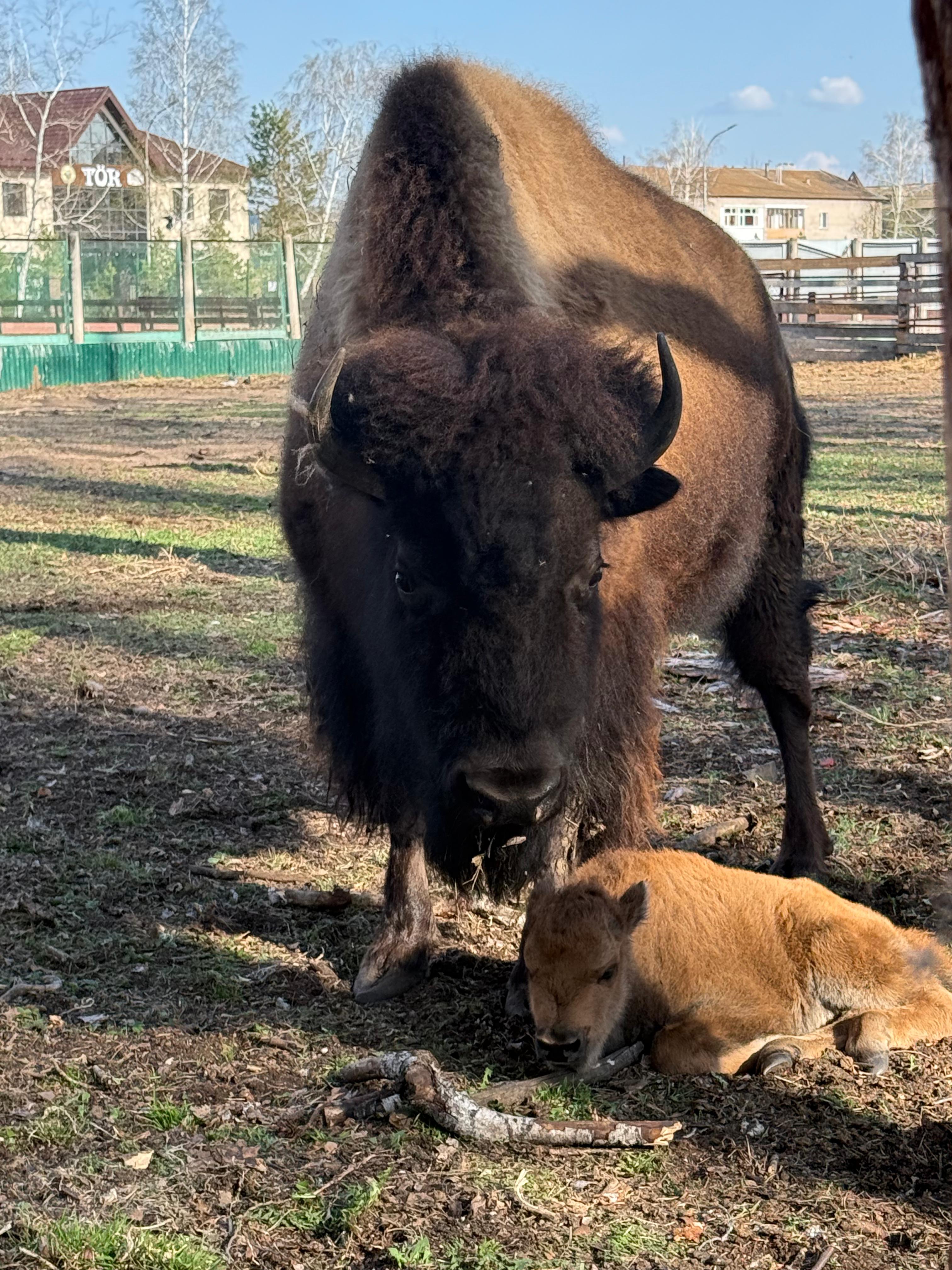 بۋرابايدا بيزون بۇزاۋلادى