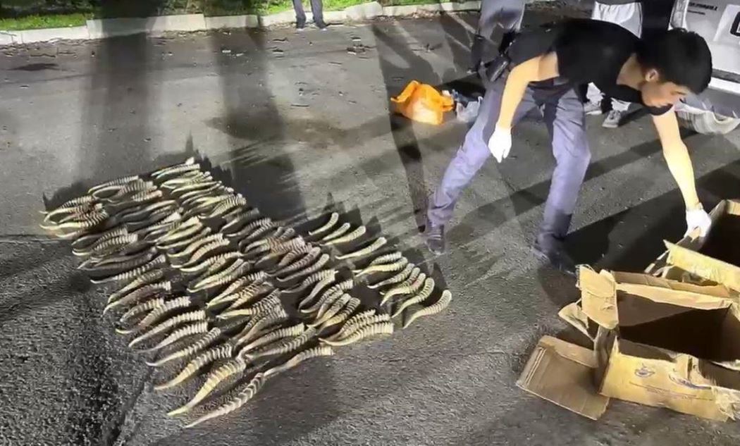 كولىكتەن 300-دەن استام كيىك ءمۇيىزى تابىلعان