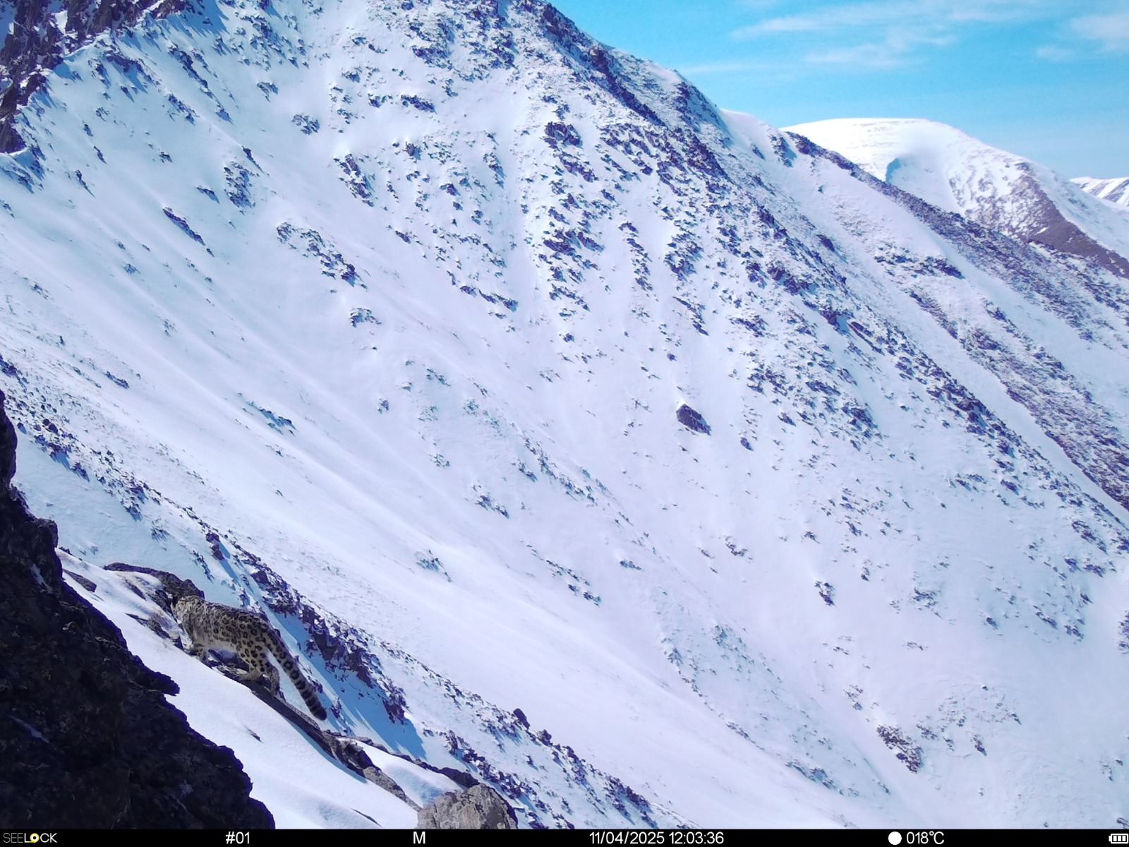 بۇركىت شىڭىنداعى بارىس