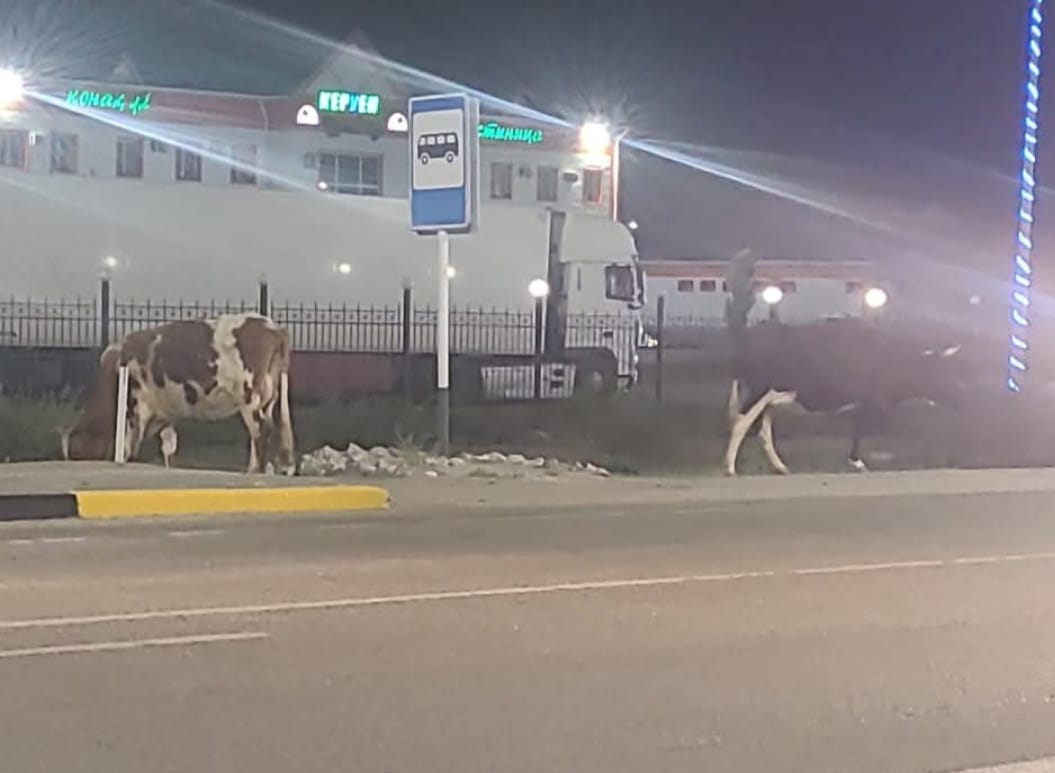 قىزىلوردا وبلىسىندا 313 مال يەسى جاۋاپكەرشىلىككە تارتىلدى