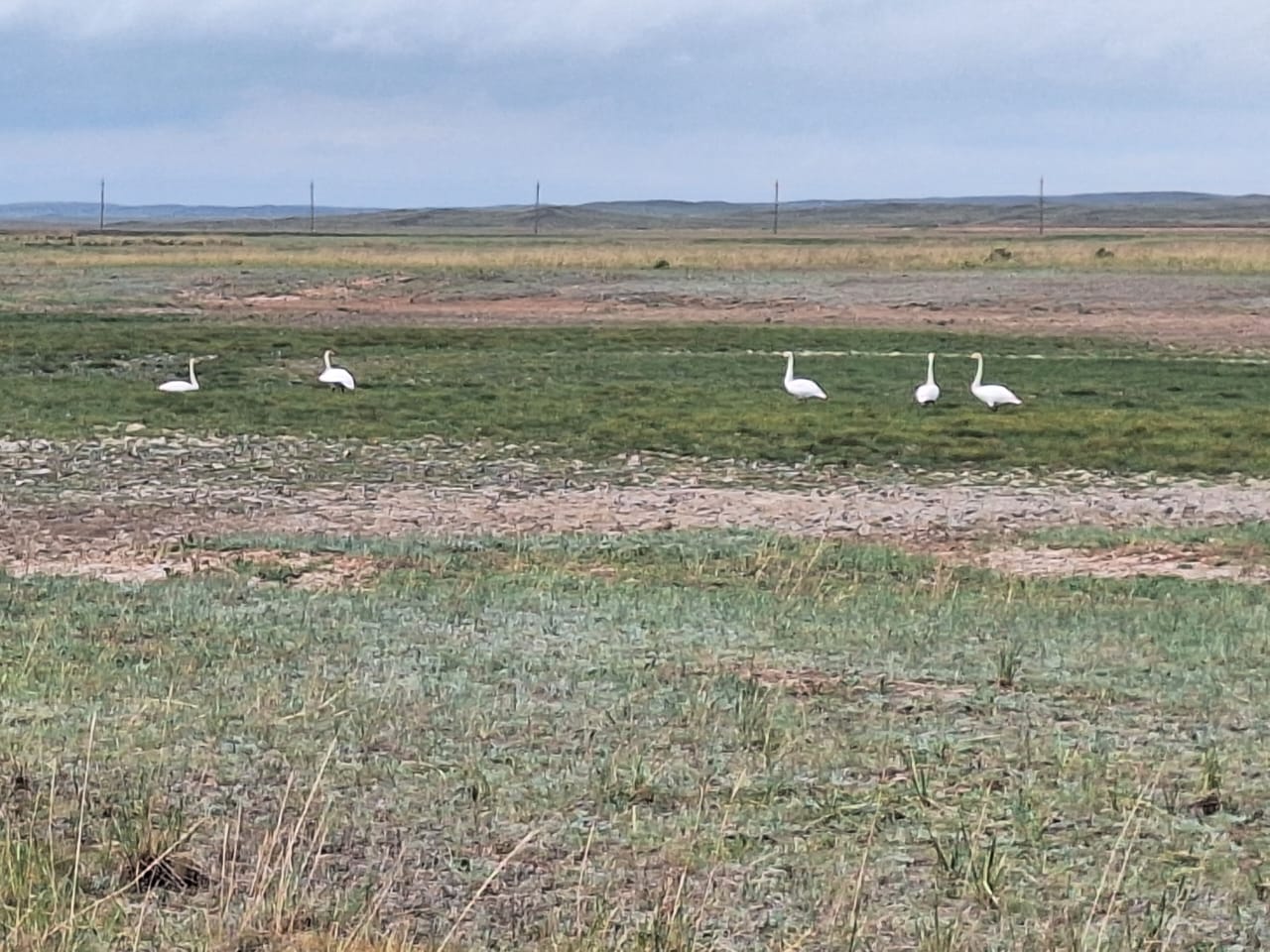 باياناۋىلعا سىبىرلاق اققۋلار ۇشىپ كەلىپ جاتىر