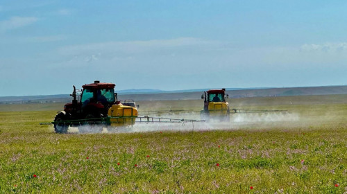 اقتوبە وبلىسىندا شەگىرتكە دەرناسىلدەرىن ۋلاۋ جۇمىستارى باستالدى