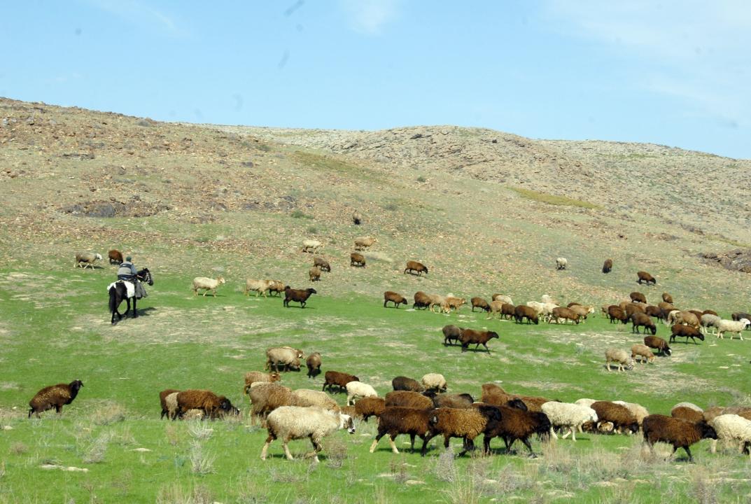 جامبىل وبلىسىندا يگەرىلمەگەن جەرلەر مەملەكەت مەنشىگىنە قايتارىلدى