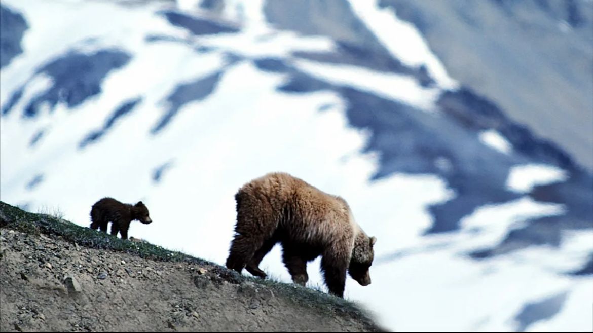 تيان-شان قوڭىر ايۋى «سايرام-وگەم» ۇلتتىق پاركىندە فوتوتۇزاققا ءتۇستى