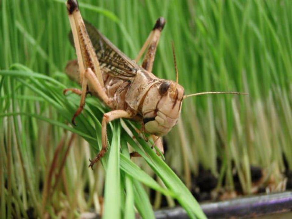 اشم 880 مىڭ گەكتارعا جۋىق ەگىس القابىن شەگىرتكە جايلاعانىن مالىمدەدى