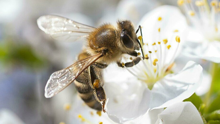 جەر بەتىنەن ارالار جويىلسا نە بولادى