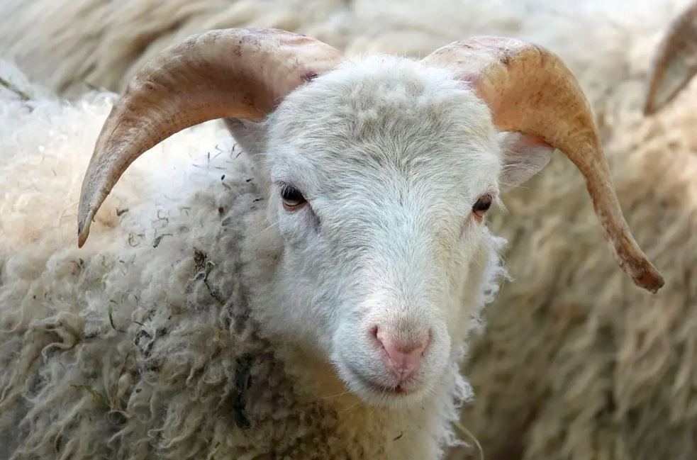 مالشى فەرمەردىڭ مالىن ساتىپ, اقشاسىن قۇمار ويىنعا سالعان