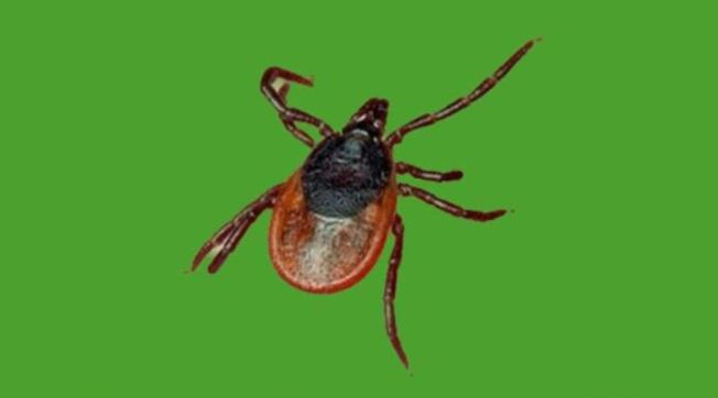 سقو-دا كەنە قاپتاپ, بەس ادام اۋرۋحانعا تۇسكەن