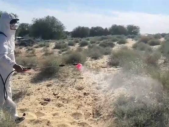 ارالدا شەگىرتكەگە قارسى ۋلاۋ جۇمىسى كۇشەيتىلدى