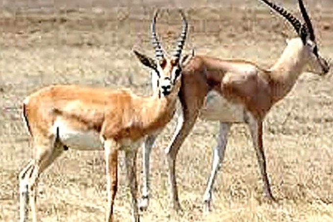 پاۆلودار وبلىسىندا 30 مىڭنان اسا كيىك بار