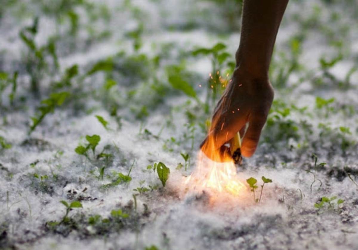 اق مامىقتىڭ اقيقاتى: تەرەك اينالاعا قاۋىپتى مە؟