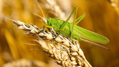 زيانكەستەرمەن كۇرەس جەكە باقىلاۋىمدا بولادى - مينيستر