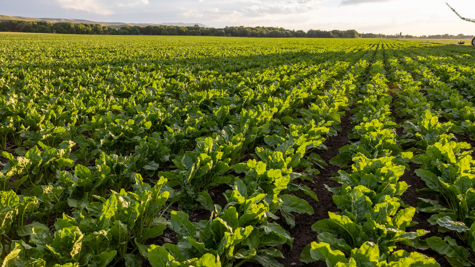 ماروككودان ەلىمىزگە 286 ءداندى داقىل ۇلگىسى جەتكىزىلدى