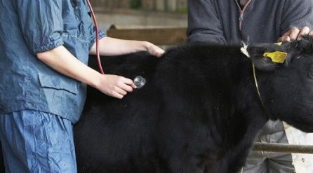 مەيىرىم مەن مىندەتتى توعىستىرعان ەرلى-زايىپتى ۆەتەرينار ماماندار