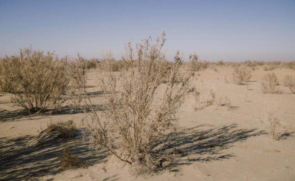 ارال تەڭىزىنىڭ قۇرعاعان ءتۇبىن كوگالداندىرۋ جۇمىسى جالعاسىپ جاتىر