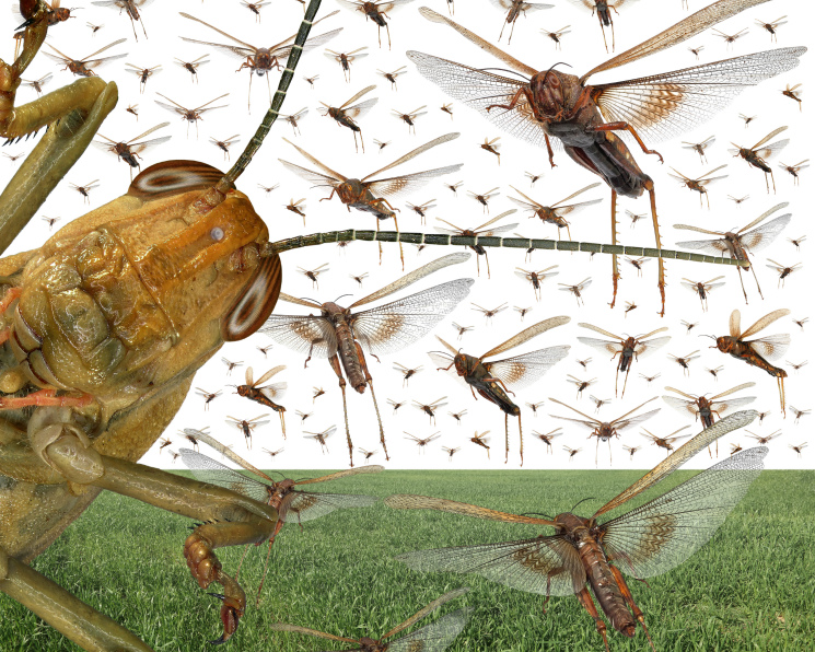 شەگىرتكەگە قارسى شارالار