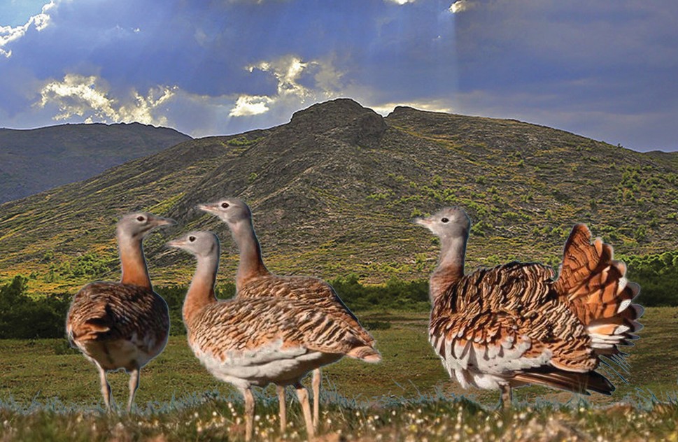 دالادا جۇرگەن دۋاداق