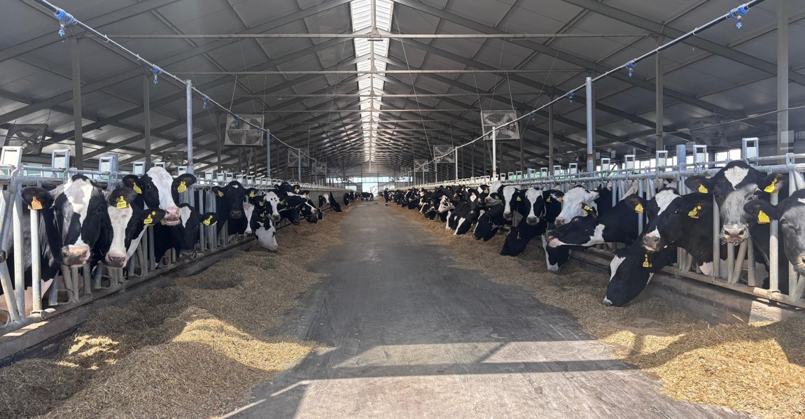 سۋبسيديا بەرسە, ءسۇت كوبەيە مە؟