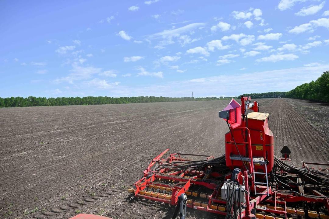 ەگىس ناۋقانى جالعاسىپ جاتىر