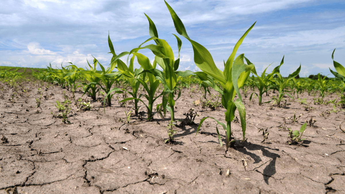 قۋاڭشىلىق پەن زيانكەستەر اۋىل تۇرعىندارىنىڭ تۇرمىسىن اۋىرلاتىپ تۇر