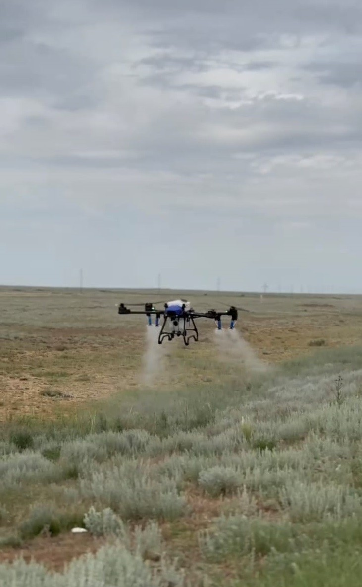 قوستاناي وبلىسىندا ءۇيىرلى شەگىرتكەگە قارسى ءىس-شارالار ءجۇرىپ جاتىر