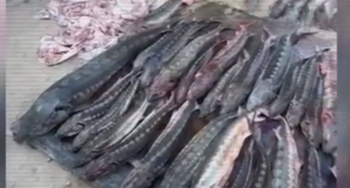 جاڭاوزەن تۇرعىنىنان 508 كگ بەكىرە بالىعى تاركىلەندى