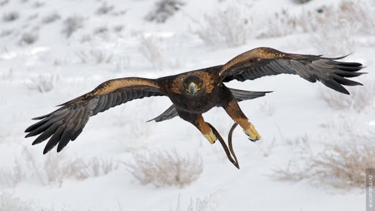 اباي ۇناتقان بۇركىت