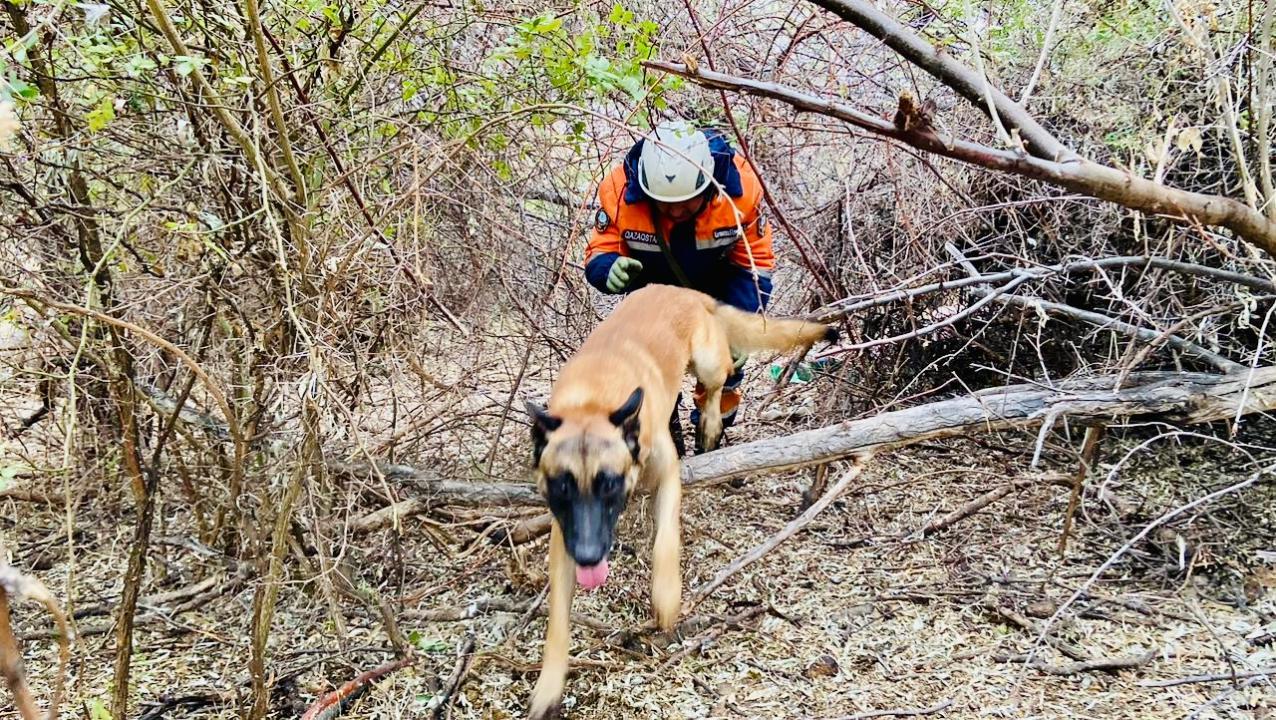 قازاقستاندا قىزمەتتىك يتتەردىڭ دايىندىعى سىنالدى