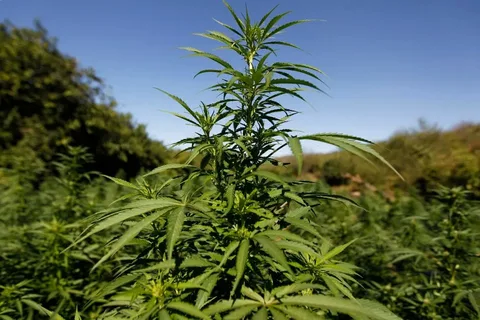 قىزىلوردادا 3 كۇندە ەسىرتكى ءوسىرۋدىڭ 5 دەرەگى انىقتالدى