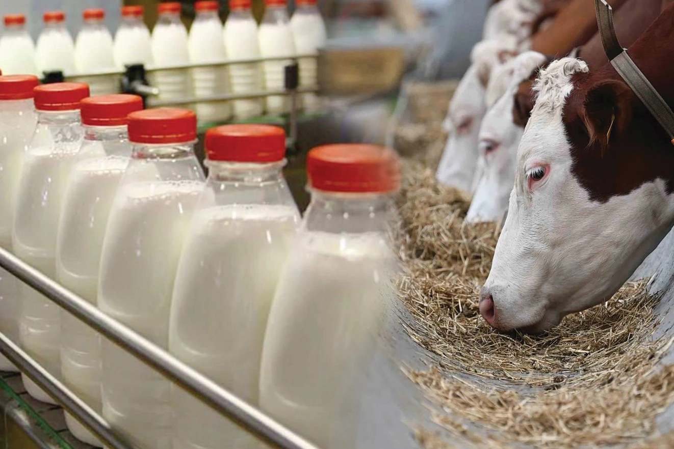 قاراعاندىدا زاماناۋي ءسۇت-تاۋار فەرماسى سالىنادى