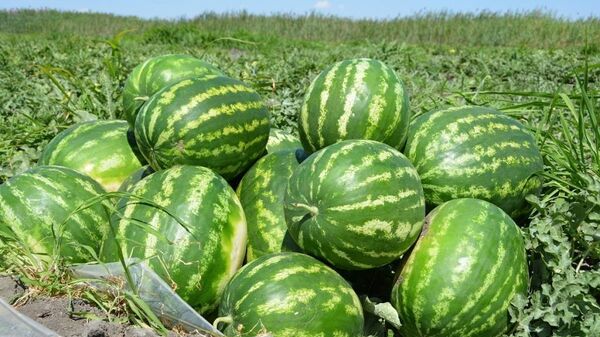 جەتىسايلىق ديقاندار قاربىزدىڭ العاشقى ءونىمىن جينادى