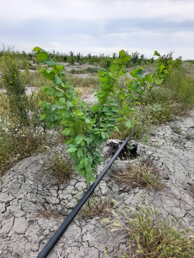 جاسىل جەلەك قاشان جايقالادى؟