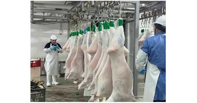 قويناۋى قويعا جايلى