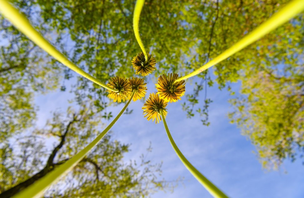 تازا تابيعات – ۇرپاققا امانات