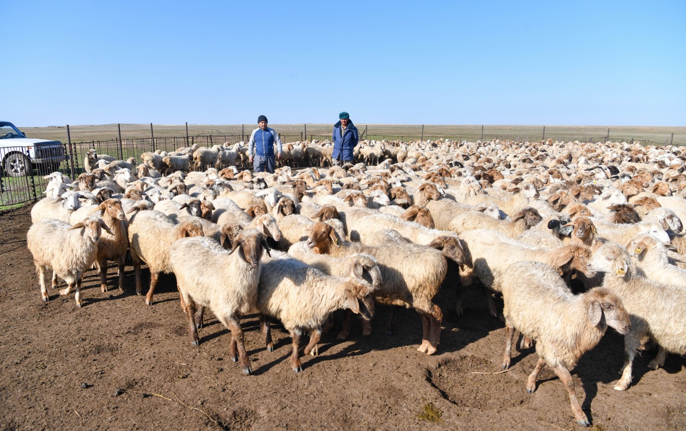 مال شارۋاشىلىعى: عىلىم مەن تاجىريبە ۇندەستىگى