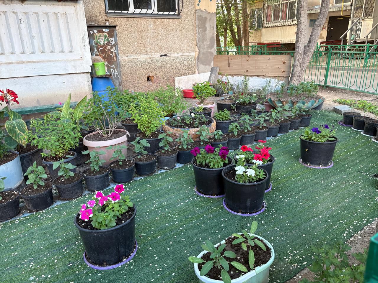 «تازا اۋلا» كونكۋرسىنىڭ جەڭىمپازدارى انىقتالدى