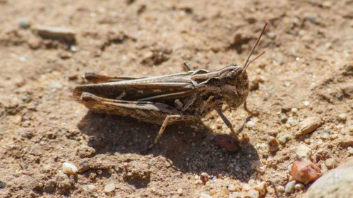 1,7 ملن گەكتار جەر شەگىرتكەگە قارسى وڭدەلدى