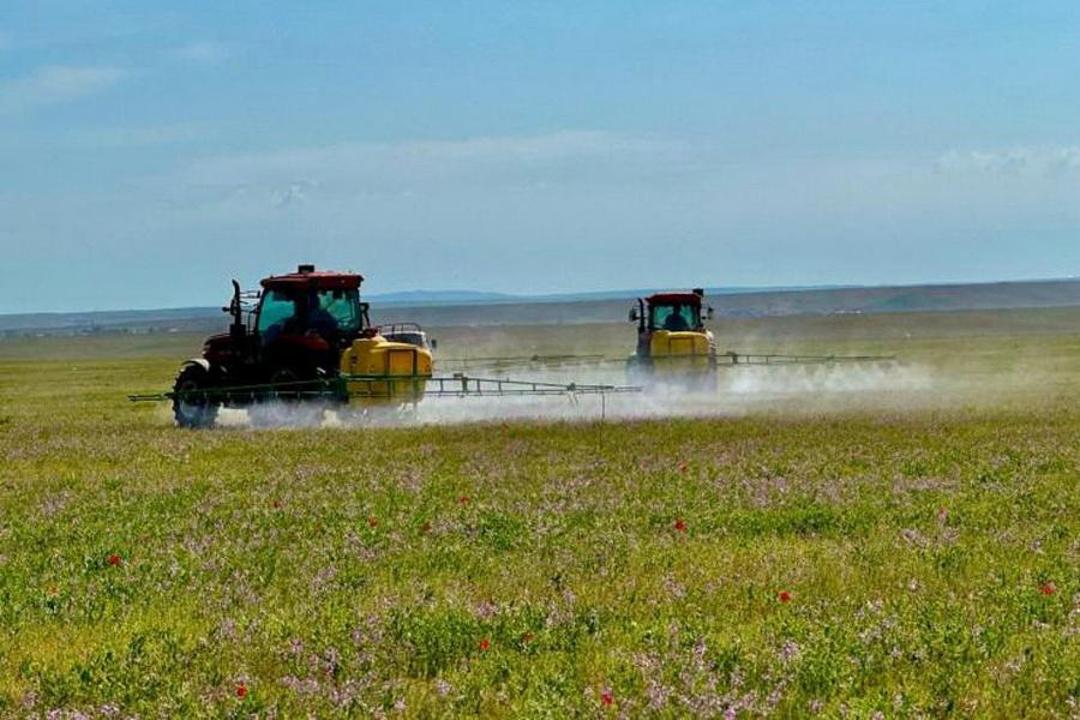 قازاقستاندا 1,8 ملن گەكتار اۋىل شارۋاشىلىعى القابى شەگىرتكە زيانكەستەرىنە قارسى وڭدەلدى