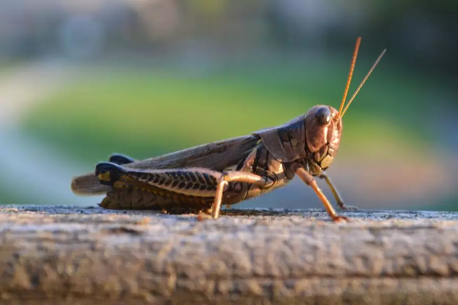 شەگىرتكەلەرگە قارسى شارالار جالعاسىپ جاتىر