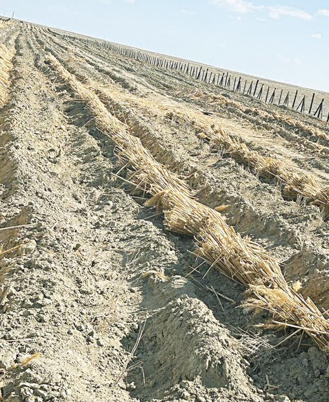 قۇم كوشكىنىنە قارسى قارەكەت