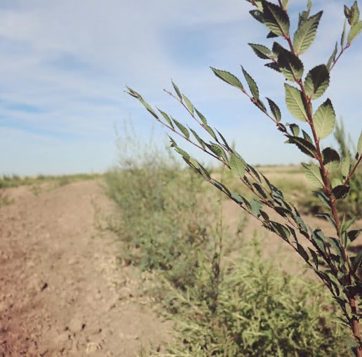 تەمىردىڭ بويى ەن توعاي