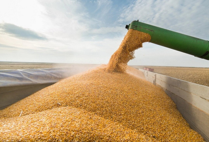 قازاق بيدايى ۆەتنامعا ەكسپورتتالا باستادى