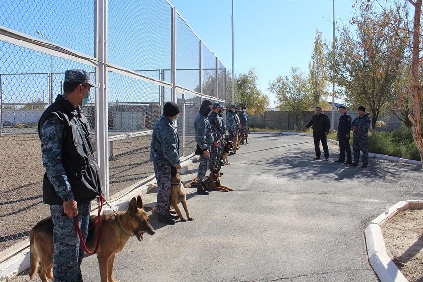 قىزىلوردادا ءيىسشىل يتتەر كومەگىمەن 112 قىلمىس اشىلدى